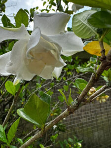 gardenias