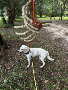 photo of Casper